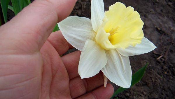 flowering daffodil