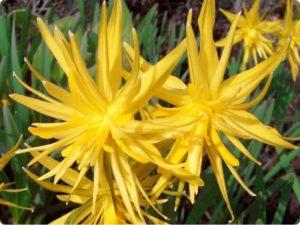 Narcizų veislės Rip van Winkle aprašymas ir ypatybės, sodinimo taisyklės ir priežiūra