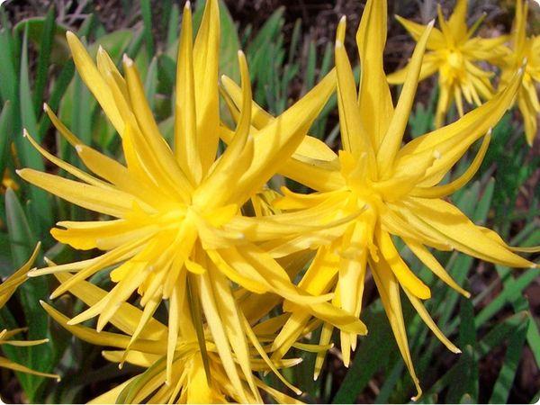 terry daffodils