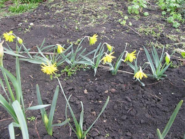 young daffodils