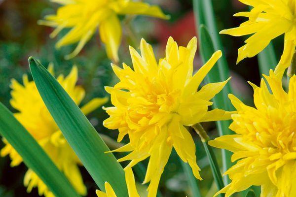 flowering daffodils