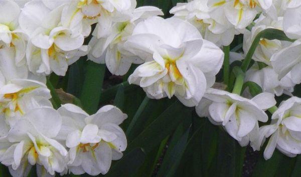 caring for daffodils