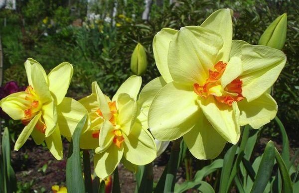 nagmamalasakit sa daffodils