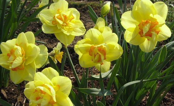 growing daffodils