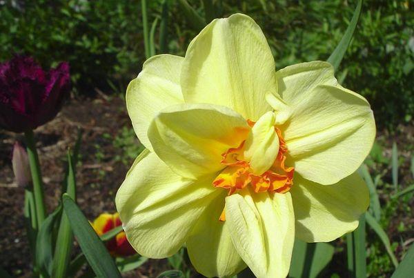 flower daffodil