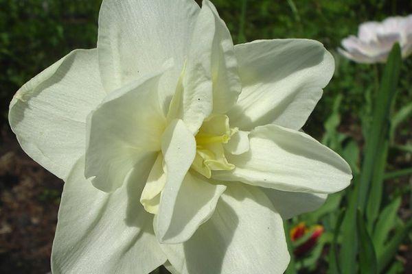 floare albă