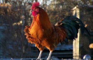 Kan een kip zonder haan eieren leggen, heeft ze een vogel nodig voor de eierproductie?