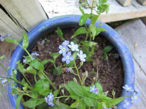 reproduction of forget-me-nots