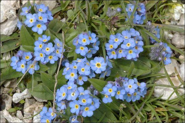  forget-me-not in the garden