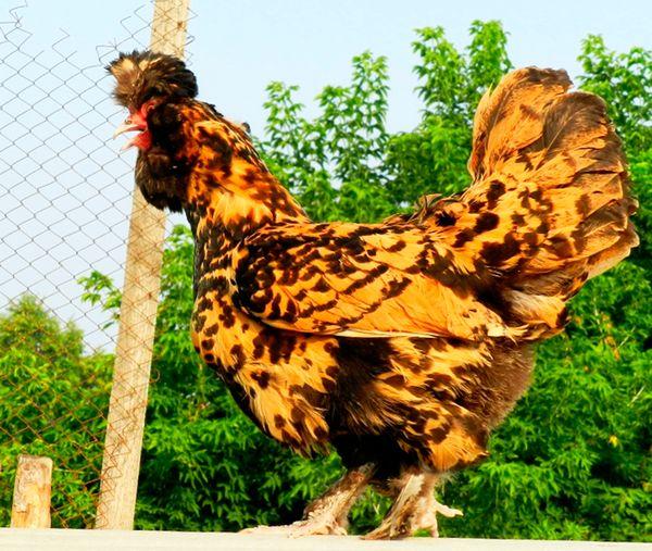 kyckling på staketet