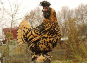 Χαρακτηριστικά και περιγραφή της φυλής κοτόπουλων του Pavlovsk, κανόνες φροντίδας και συντήρησης