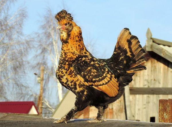 Pavlovsk kokoši