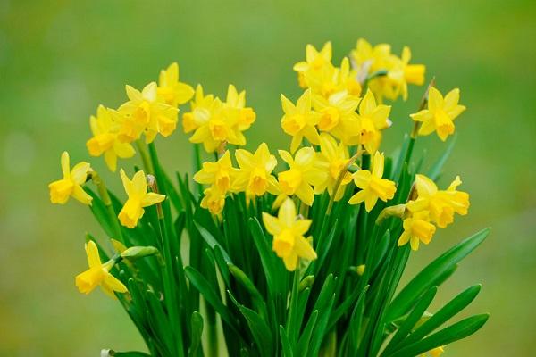 daffodils as neighbors