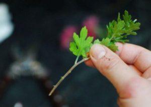 Regeln für das Umpflanzen von Chrysanthemen im Herbst an einen anderen Ort und Bedingungen für offenes Gelände
