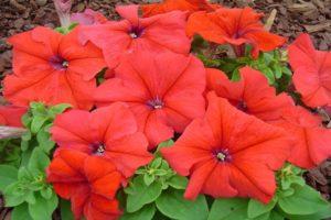Description and varieties of petunias varieties Daddy, features of planting and care