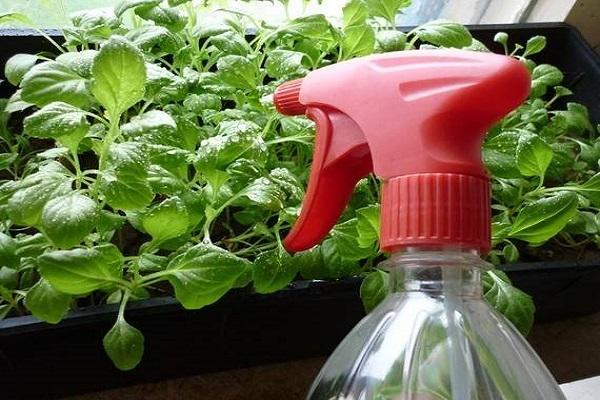 spraying a plant