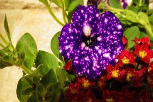 Description and characteristics of petunia varieties Starry sky, the subtleties of growing