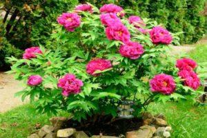 Rules for planting and caring for a tree peony, growing and why it does not bloom