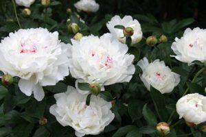 Description and characteristics of the peony variety Festival Maxima, the subtleties of planting
