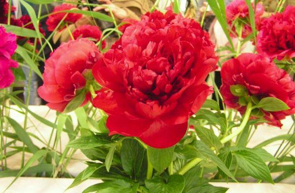 piros pünkösdi rózsa