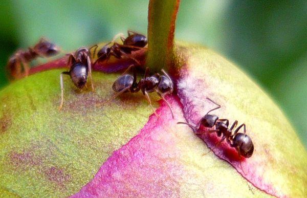 mrówki na piwonii