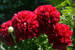 Mô tả và đặc điểm của giống hoa mẫu đơn Red Grace, cách trồng và chăm sóc