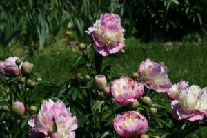 A Sorbet pünkösdi rózsa tulajdonságai és leírása, ültetés és gondozás