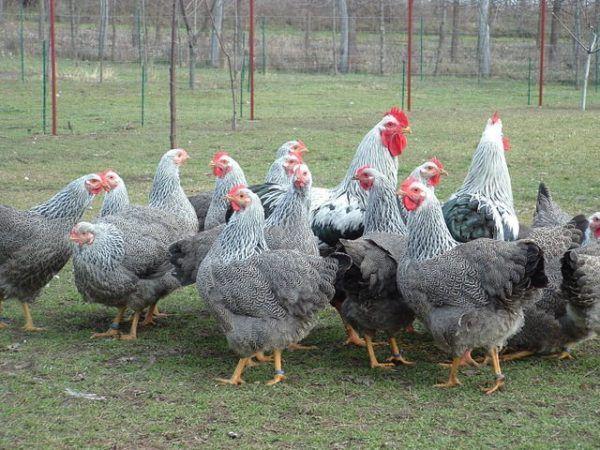 Hühner auf dem Feld