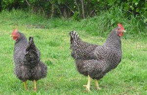 Beskrivelse og karakteristika for produktiviteten af ​​Plymouthrock-kyllinger, indholdets finesser