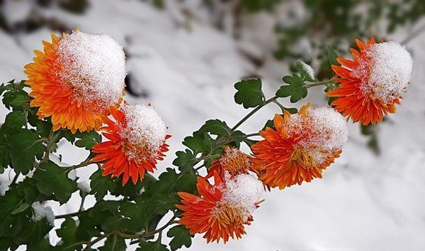 chrysanthemums in winter