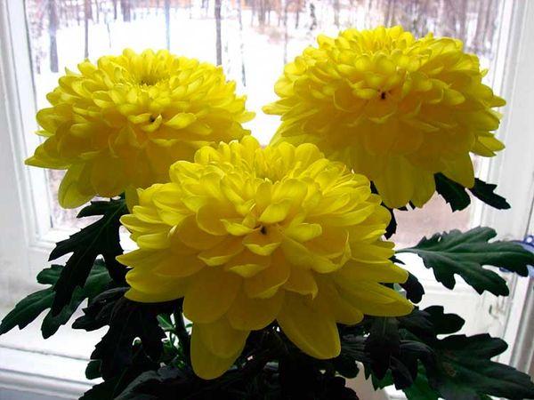 žluté chryzantémy