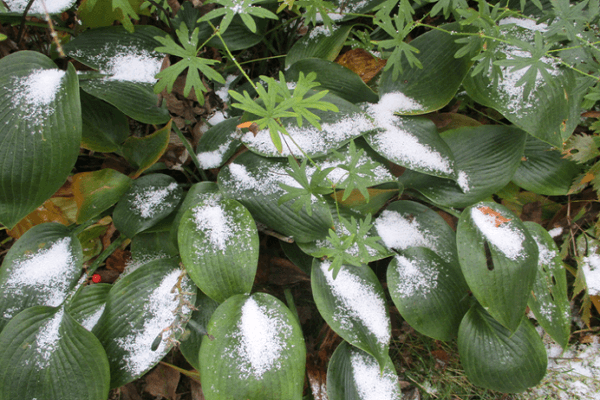 sníh na listech