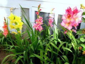 Vrste gnojiva za hranjenje gladiola ljeti, izbor i učestalost