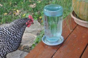 Typen en installatie van drinkbakken voor kippen, hoe u het zelf moet doen