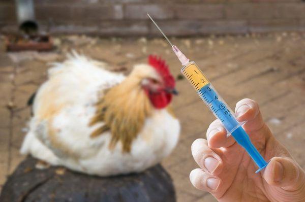 Antibiòtics per a gallines