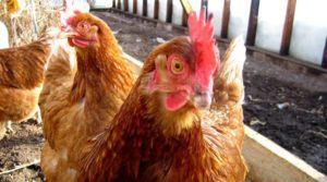 Qué hacer y cómo tratar la diarrea en gallinas ponedoras en casa con medicamentos y remedios caseros.