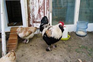 Caratteristiche e descrizione delle galline Faverolle, regole di allevamento