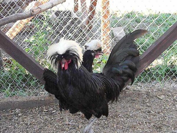 White-crested Dutch black
