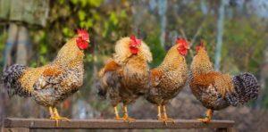 Descriptions of the 45 best chicken breeds for home breeding, which are and how to choose
