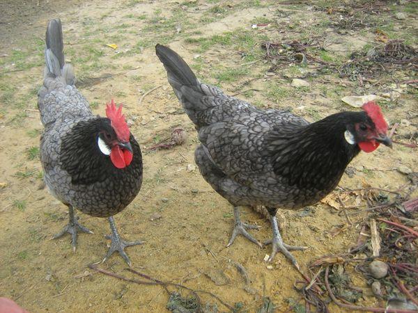 chickens Andalusian