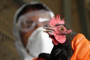 Lintuinfluenssan oireet ja hoito kanoilla, oireet ja oireet