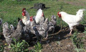 Caractéristiques et description de la race de poulet Pushkinskaya, règles d'entretien