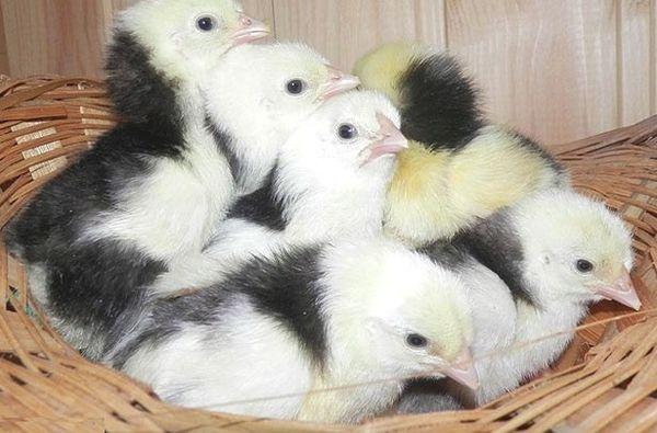 Hühner in einem Korb