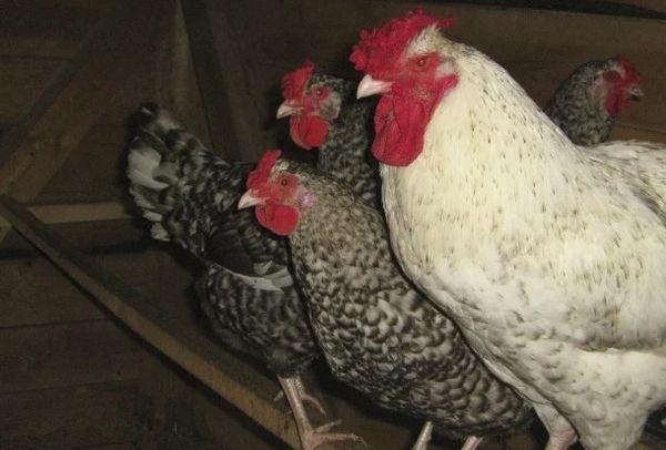 chickens in a chicken coop