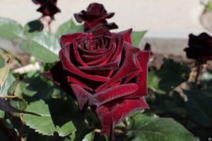 Charakteristiky a popis hybridu Black Baccarat ruže, výsadba a starostlivosť