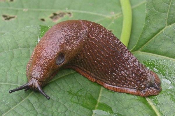 slugs attack