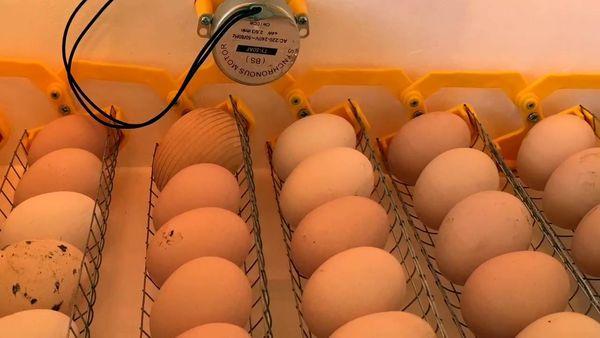 huevos en la incubadora