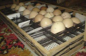 The device of homemade incubators with automatic egg turning and how to do it yourself