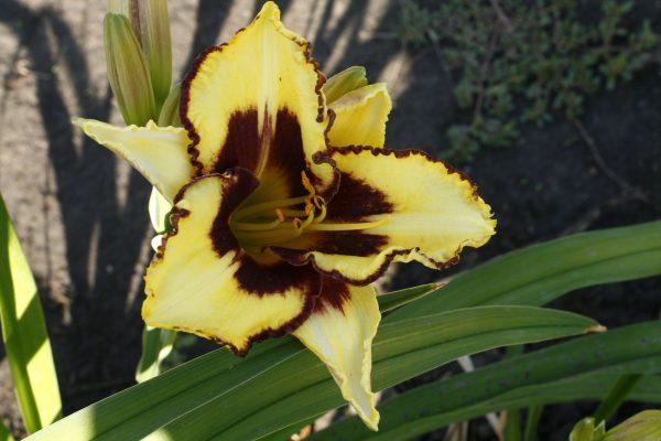 iris daylilies