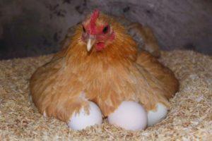 Kiek dienų ar dienų reikia vištai perinti vištas, kiaušinių parinkimo rekomendacijos